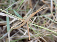 Acrida conica