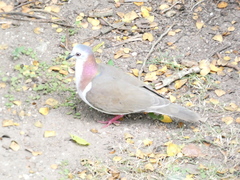 Leptotila jamaicensis