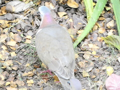 Leptotila jamaicensis