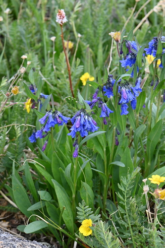 Mertensia lanceolata var. coriacea