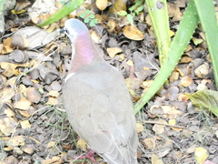 Leptotila jamaicensis