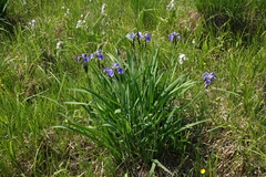 Iris setosa