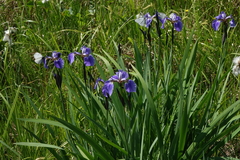 Iris setosa