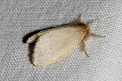 Acyphas chionitis