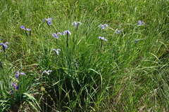 Iris setosa