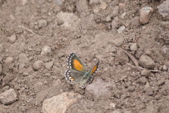 Pseudolucia chilensis