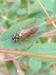 Pergidae