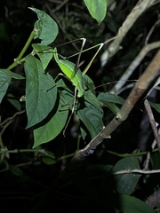 Xenicola brauni