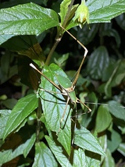 Xenicola brauni