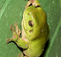 Ranoidea caerulea