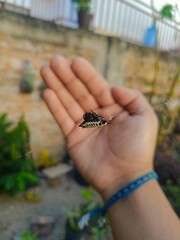 Gasteracantha cancriformis