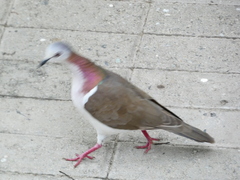 Leptotila jamaicensis