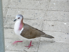 Leptotila jamaicensis