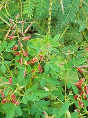 Crotalaria pumila