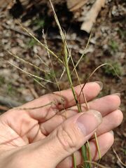 Dichanthium annulatum annulatum