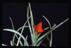 Tillandsia albertiana
