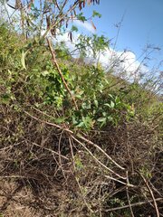 Schinus terebinthifolia