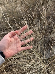 Psorothamnus scoparius