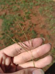 Bothriochloa pertusa