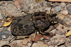 Ryssonotus nebulosus