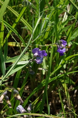 Lathyrus palustris