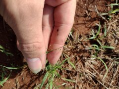 Eragrostis barrelieri