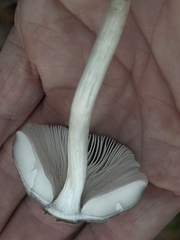 Pluteus ephebeus