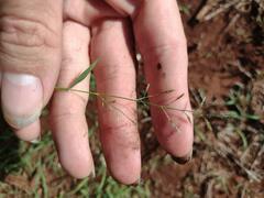 Eragrostis barrelieri