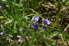 Lathyrus palustris