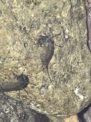 Melitidae