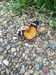 Argynnis hyperbius