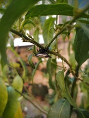 Gasteracantha cancriformis