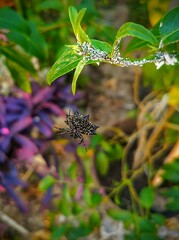 Gasteracantha cancriformis