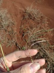Dichanthium annulatum annulatum