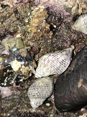 Acanthinucella punctulata