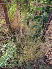 Dichanthium annulatum annulatum