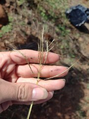 Dichanthium annulatum annulatum