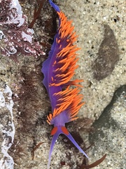 Flabellinopsis iodinea