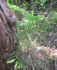 Araucaria heterophylla