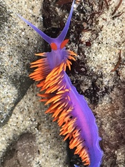 Flabellinopsis iodinea