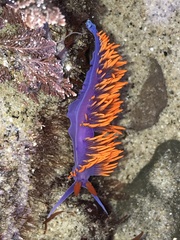 Flabellinopsis iodinea