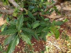 Citharexylum spinosum