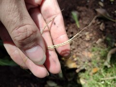 Dichanthium annulatum annulatum
