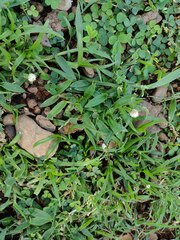 Cyperus mindorensis