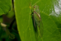 Chlorocysta vitripennis