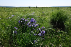 Iris setosa