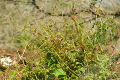 Antigonon leptopus