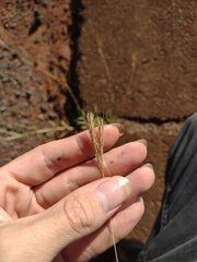 Bothriochloa pertusa