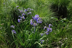 Iris setosa