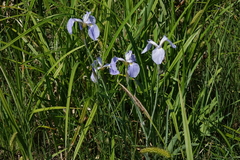 Iris setosa
